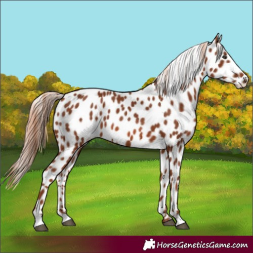 Horse Color:Chestnut Leopard