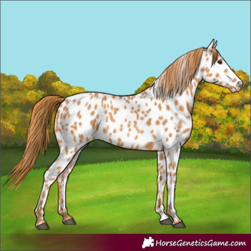 Horse Color:Chestnut Leopard