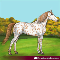 Horse Color:Chestnut Leopard 