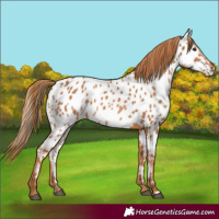 Horse Color:Chestnut Near Leopard 