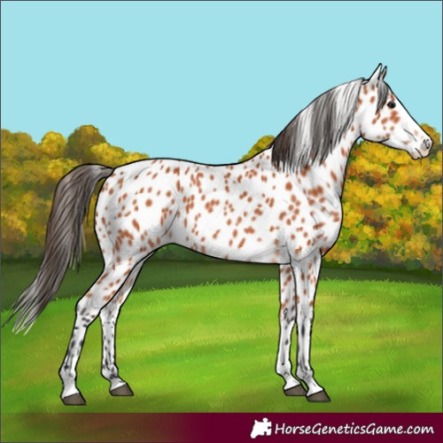 Horse Color:Bay Leopard 