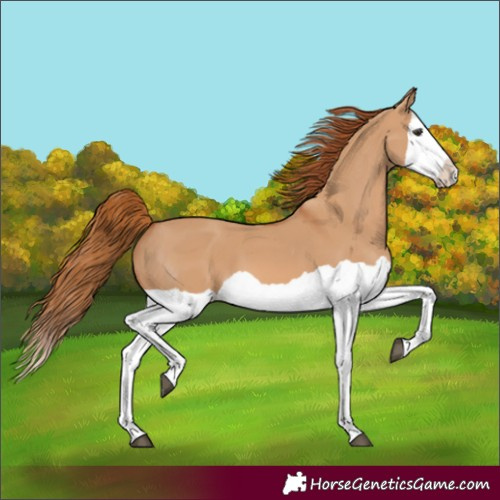 Horse Color:Red Dun Splash 