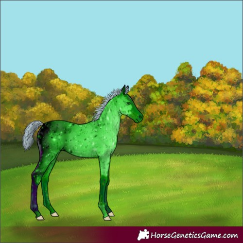 Horse Color:Unknown 