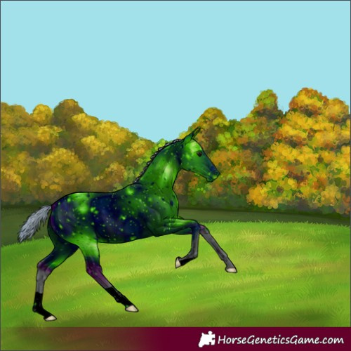 Horse Color:Unknown 
