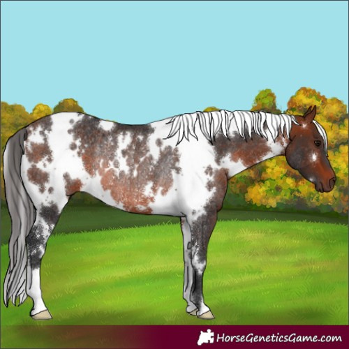 Horse Color:White Spotted Bay Rabicano
