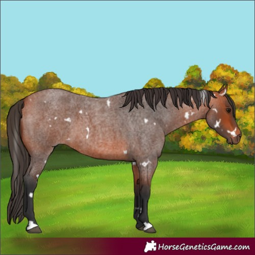 Horse Color:White Spotted Bay Roan