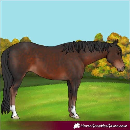 Horse Color:Liver Chestnut 