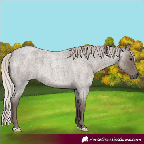 Horse Color:Silver Blue Roan