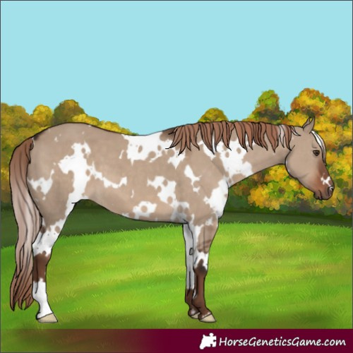 Horse Color:White Spotted Liver Red Dun