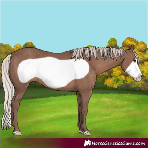 Horse Color:Silver Black Frame