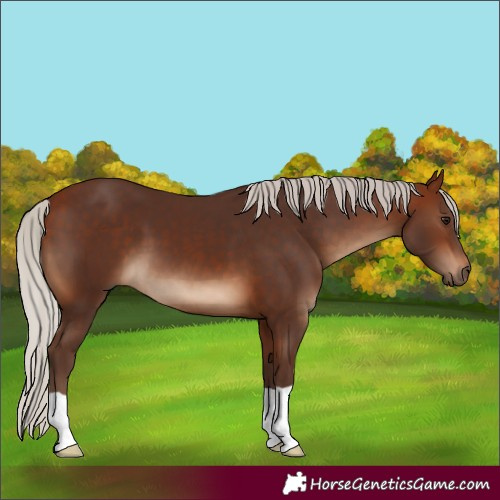 Horse Color:Silver Bay 