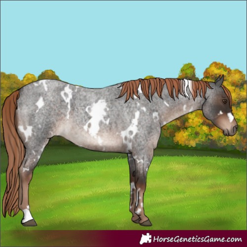 Horse Color:White Spotted Liver Red Roan 