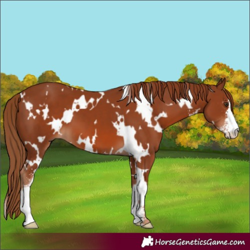 Horse Color:White Spotted Chestnut Sabino
