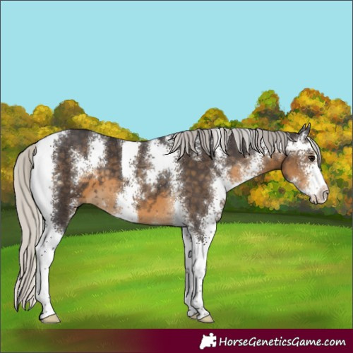 Horse Color:Silver Smoky Black Sabino
