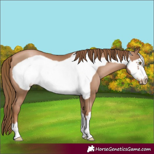 Horse Color:Liver Chestnut Pearl Frame