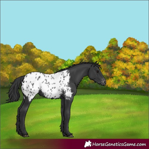 Horse Color:Black Blanket 