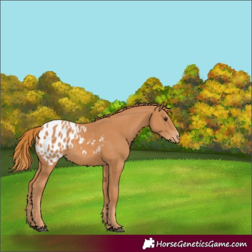 Horse Color:Chestnut Blanket 