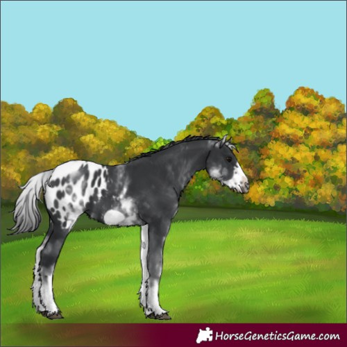 Horse Color:White Spotted Black Frame Blanket