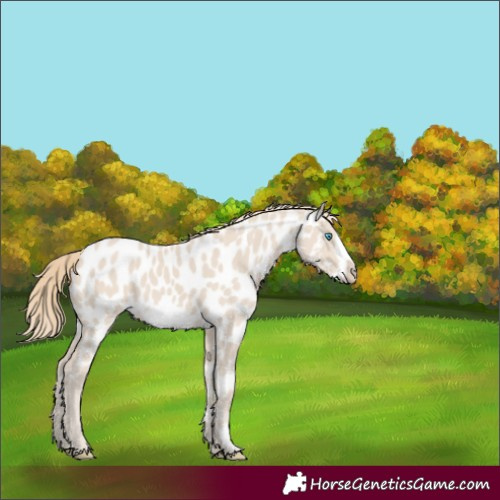 Horse Color:Smoky Creme Frame Near Leopard