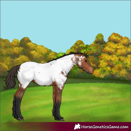 Horse Color:Bay Near Fewspot