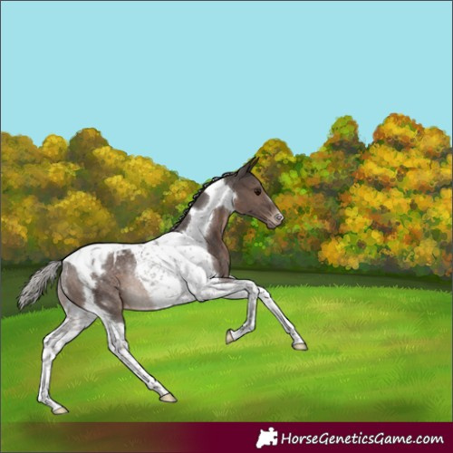 Horse Color:Silver Black Mushroom Tobiano Blanket Rabicano