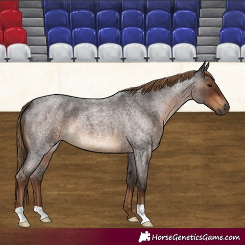 Horse Color:Gray Liver Red Roan