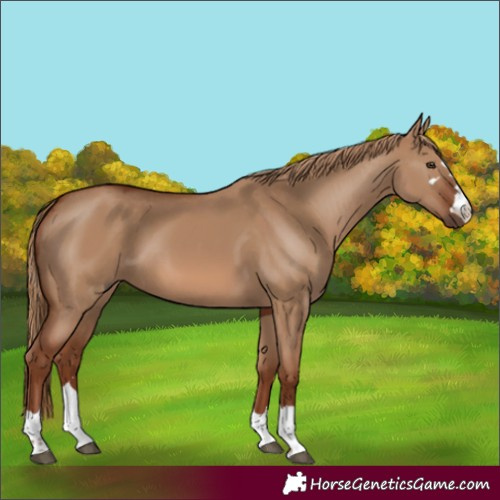 Horse Color:Red Dun 