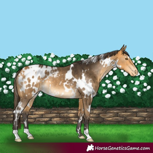 Horse Color:White Spotted Buckskin Blanket 