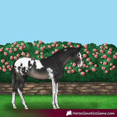 Horse Color:Gray Black Sabino Splash Tobiano Blanket Rabicano