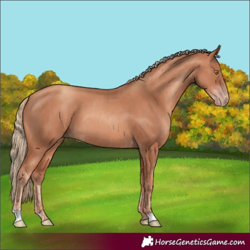 Horse Color:Gold Champagne and Gold Champagne