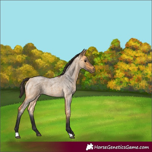 Horse Color:Buckskin Roan 