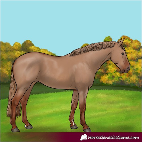 Horse Color:Red Dun 