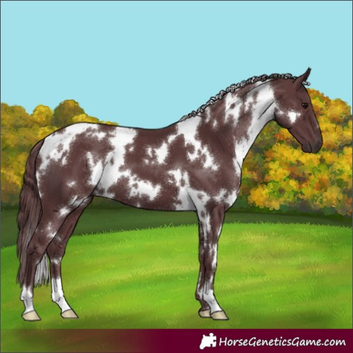 Horse Color:White Spotted Chocolate Black 