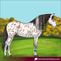 Horse Color:Bay Near Leopard 