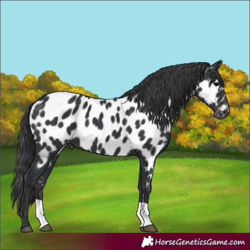 Horse Color:Black Near Leopard 