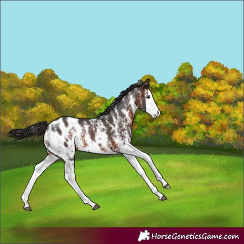 Horse Color:Brown Sabino Splash Blanket