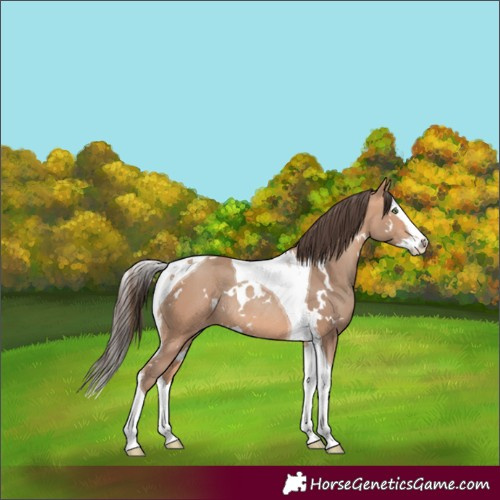 Horse Color:White Spotted Amber Champagne Splash Tobiano Rabicano