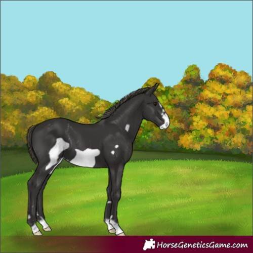 Horse Color:Smoky Black Frame Varnish