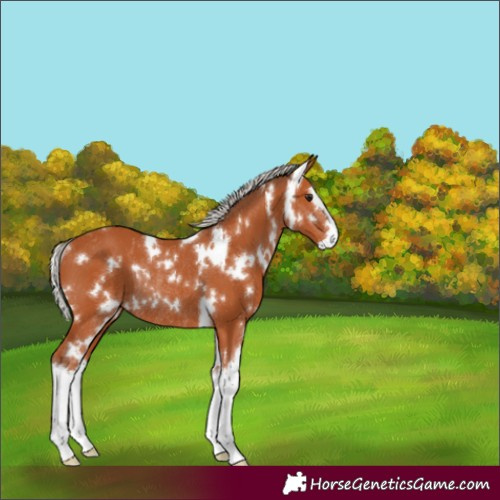 Horse Color:White Spotted Silver Bay Splash Rabicano