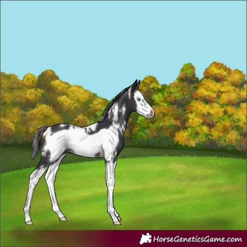 Horse Color:White Spotted Brown Splash Frame 