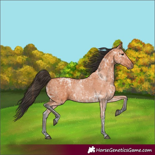 Horse Color:Bay Ice 
