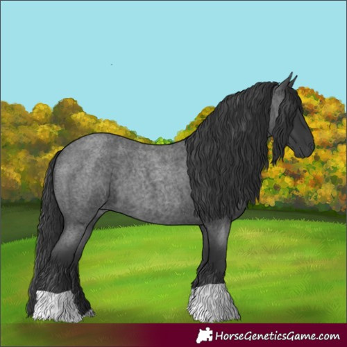 Horse Color:Blue Roan 