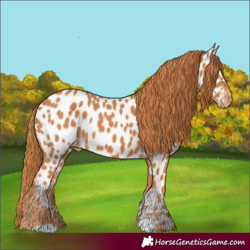 Horse Color:Chestnut Near Leopard
