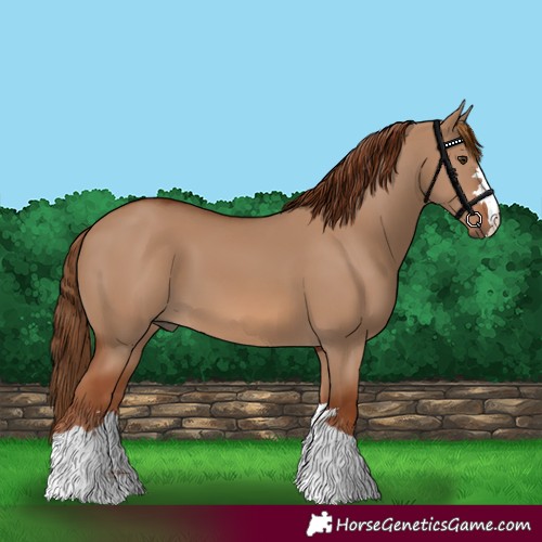 Horse Color:Red Dun 
