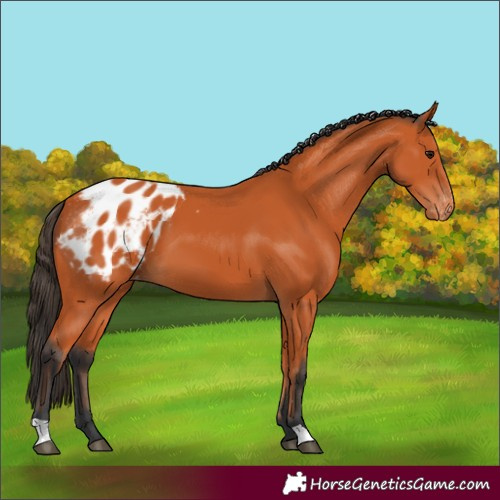 Horse Color:Bay Blanket 