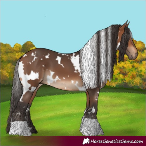 Horse Color:White Spotted Bay 
