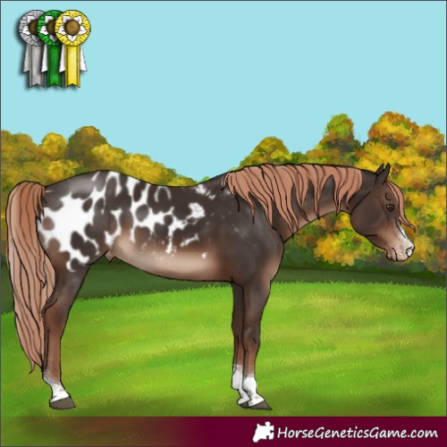 Horse Color:Liver Chestnut Sabino Tobiano Blanket 