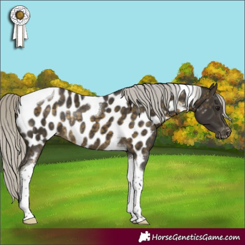 Horse Color:Silver Buckskin Tobiano Near Leopard Rabicano