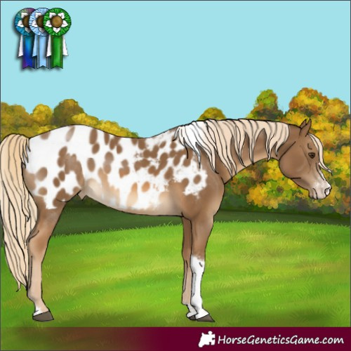 Horse Color:Chocolate Palomino Sabino Tobiano Blanket Rabicano