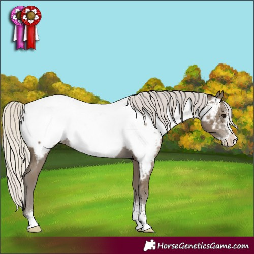 Horse Color:Silver Smoky Black Sabino Near Fewspot 